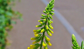 Melilotus officinalis